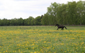 Farino-auf-der-Wiese-im-Mai-2006-1250