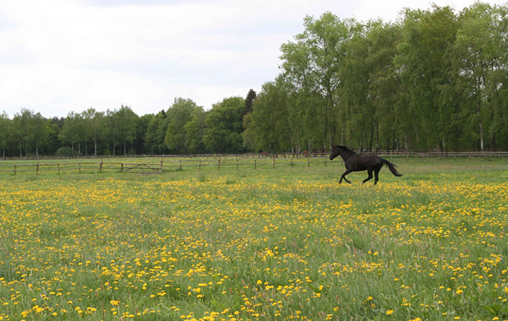 Farino-auf-der-Wiese-im-Mai-2006-1250-1