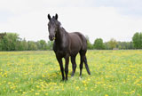 Farino-auf-der-Wiese-im-Mai-2006-1274